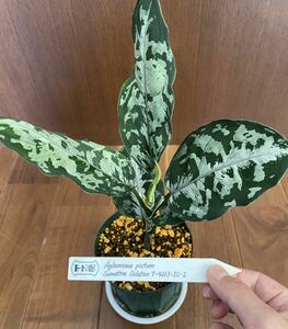 【TZ便】Aglaonema pictum Sumatra Selatan T-4213-SC-2 グレー系トリカラーアグラオネマ（用土、鉢、管理タグ付）