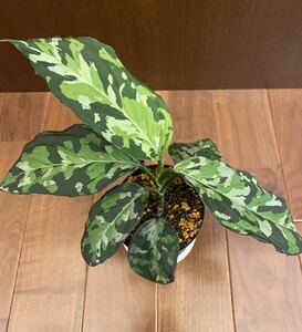 Aglaonema Pictum Tricolor The Kingdom of Thailand アグラオネマ （用土、鉢、管理タグ付）　