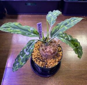 【TB便】Aglaonema pictum GW1502 type8 “ Padang sidempuan“【TB】アグラオネマ （用土、鉢、管理タグ付）