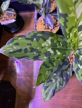 【AZ便】ダメージ有 Aglaonema pictumマルチカラー白玉 D.F.S from Sumatera Barat【AZ0912-1】アグラオネマ（用土、鉢、管理タグ付）_画像3