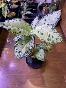 【AZ便】 Aglaonema pictum WhiteDevil from Sumatera barat 【AZ0413-2】 アグラオネマ（用土、鉢、管理タグ付）