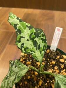 【AZ便】Aglaonema picutmPhantom WS from Padang【AZ0914-2b】アグラオネマ（用土、鉢、管理タグ付）ファントム