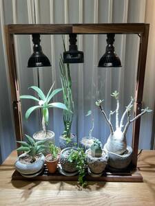 植物育成LEDライトスタンド（ウォールナット無垢）