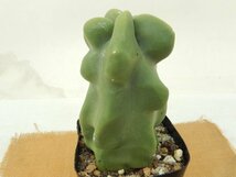 [浦部陽向園]★☆ロホケレウス　ロフォケレウス　福禄寿　カキ仔　Lophocereus schottii f.monstrosus★サボテン　多肉植物★Y1373☆★_画像2