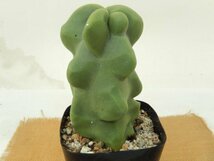 [浦部陽向園]★☆ロホケレウス　ロフォケレウス　福禄寿　カキ仔　Lophocereus schottii f.monstrosus★サボテン　多肉植物★Y1373☆★_画像1