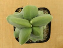 [浦部陽向園]★☆ロホケレウス　ロフォケレウス　福禄寿　カキ仔　Lophocereus schottii f.monstrosus★サボテン　多肉植物★Y1373☆★_画像3