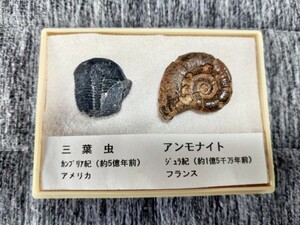 アンモナイト　三葉虫　化石