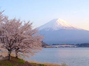  World Heritage Mt Fuji photograph Sakura . Mt Fuji A4 moreover, 2L version amount attaching 