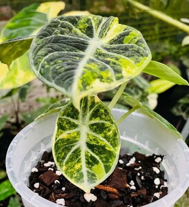 鬼レア！アロカシア2株だョ!全員集合！2株でご落札下さい　！グレードA alocasia_ninja_variegated NOC！Alocasia bambino var albo NO3