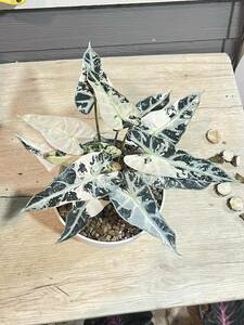 日本初上陸かな！アロカシア バンビーノ バリエガータ アルボー Alocasia bambino var albo・モンステラ 観葉植物 NO1 