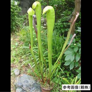 食虫植物　サラセニア・ミノール高さ85㎝になる個体（Sarracenia minor var okefenokeensis giant BCP【BestCarnivorousPlants】由来）