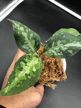 Aglaonema pictum アグラオネマ_画像2