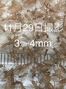 3〜4mm300匹＋20%ヨーロッパイエコオロギ