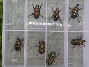 謎色ニジイロクワガタ 新成虫♂♀ペア計2頭 今期ラスト