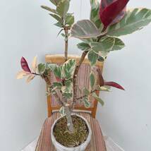 フィカス　ルビー　陶器鉢アイアン受け皿付き　約7号　盆栽風仕立て　苔　ゴムノキ_画像5