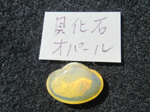 貝化石オパール黄色透明