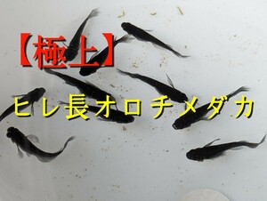 【極上】高級　ヒレ長オロチメダカの有精卵10個＋α 　めだか オロチ メダカ 有精卵 卵　ロングフィン　スーパーブラック