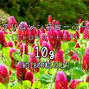 【クリムソンクローバーのタネ】10g 種子 種 ストロベリートーチ 緑肥 花 切り花やドライフラワーにも