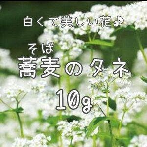 【蕎麦のタネ】10g 種子 種 そば ソバ 花