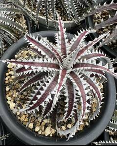 Dyckia 'Mekong Delta' Sueb hybrid 子株活着苗　　ディッキア　ブロメリア