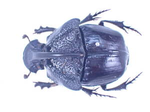 Phanaeini-03 クアドリデンス・ニジダイコク P.quadriodens ♂♀かなり大きい Mexico*♂の角は良く発達 