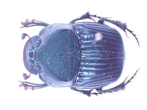 Phanaeini-08 Phanaeus (Natiophanaeus) sp. /Mexico * endymionの亜種かもしれないが調べていない