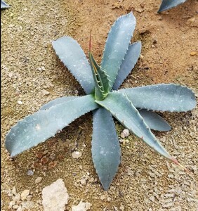 アガベ パリー コウエシー Agave parryi var couesii 苗 検索 チタノタ アメリカーナ トランカータ