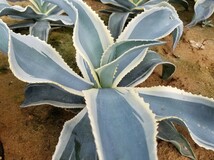 大株 特選 アガベ ジプソフィラ錦 アイボリーカール Agave gypsophila variegata 斑入り 検索 チタノタ 華厳 パリー_画像2