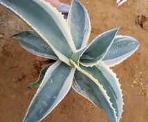 特選 アガベ ジプソフィラ錦 アイボリーカール Agave gypsophila variegata 斑入り 検索 チタノタ 華厳 パリー_画像3