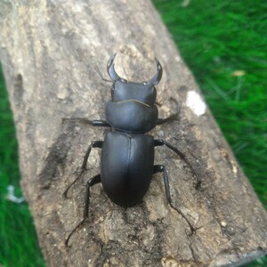 【採集兵器】熊本県産 WDキュウシュウヒメオオクワガタペア ♂40.0mm ♀35.1mm おまけ付き