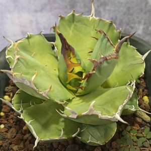 【飛竜園】 R-001 特選 アガベ チタノタ 【AGAVE TITANOTA　owl 】 猫耳鷹 梟 超デブ 激レア！ 超選抜