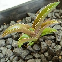 【飛竜園】R-077 多肉植物 アガベ チタノタ 金剛 子株 発根済_画像7