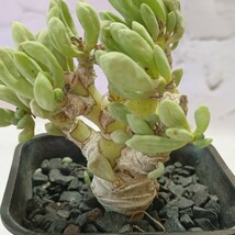 【飛竜園】F-904 多肉植物 オトンナ クラビフォリア Othonna clavifolia 塊根植物 実生4年株 極太株_画像3