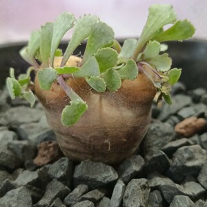 【飛竜園】F-919 多肉植物 サボテン 珍奇塊根植物 オトンナ カカリオイデス 特選【実生】5年株