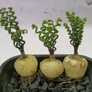 【飛竜園】F-925 特選 多肉植物 Albuca bruce-bayeri (実生) 激レア 3株 