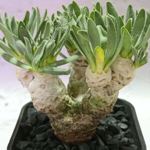 【飛竜園】F-094 塊根植物 冬型品種 Othonna retrorsa /オトンナ レトロルサ 実生4年株 極太株 極美株