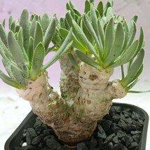 【飛竜園】F-094 塊根植物 冬型品種 Othonna retrorsa /オトンナ レトロルサ 実生4年株 極太株 極美株_画像6