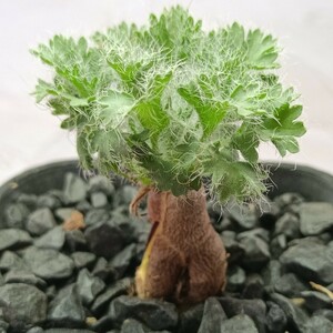 【飛竜園】F-140 冬型品種 希少 ペラルゴニウム カロリ ヘンリキ pelargonium carolihenrici 特選 実生 極太美株