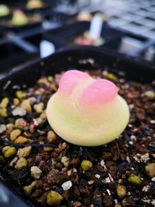 多肉植物　コノフィツム　ラツム　1cm 抜き苗　3株セット