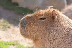 1円画像 即決 フリー画像 かわいい動物