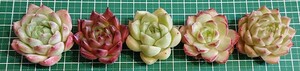 4 多肉植物 韓国苗 エケベリア カット苗 セット （名前無し）