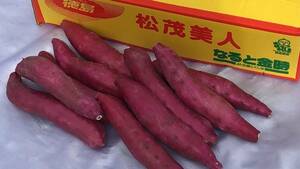  Tokushima prefecture production pine . beautiful person moreover, .... become . gold hour sweet potato M 1.5kg ( approximately 8~1 2 ps )