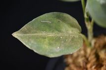 8. Aglaonema pictum Sumatra Selatan T-3910-SD アグラオネマ　ワイルド採集株_画像4