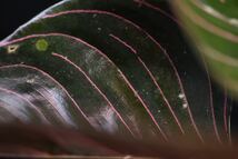 10. Aglaonema rotundum Aceh Tenggara T-061023-1 アグラオネマ　ワイルド採集株_画像9