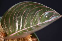 10. Aglaonema rotundum Aceh Tenggara T-061023-1 アグラオネマ　ワイルド採集株_画像5