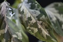 13. Aglaonema pictum Sumatra Selatan T-3910-SD アグラオネマ　ワイルド採集株_画像4