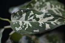 13. Aglaonema pictum Sumatra Selatan T-3910-SD アグラオネマ　ワイルド採集株_画像5