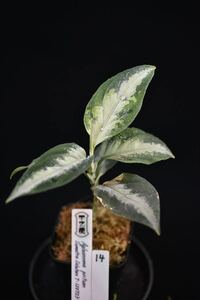 14. Aglaonema pictum Sumatra Selatan T-120723-SD-3 アグラオネマ　ワイルド採集株