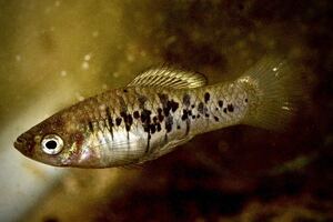 xiphophorus evelynae Tecolutia River 1pair