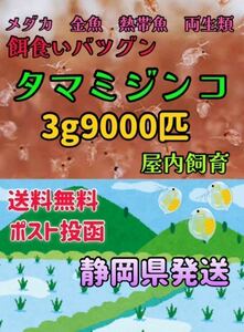 タマミジンコ3g 生き餌 ミジンコ メダカの餌 メダカ めだか たなご 熱帯魚 金魚 イモリ 両生類 改良メダカ グラミー クロレラ